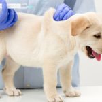 7 معلومات يجب أن تعرفها قبل تطعيم الكلاب