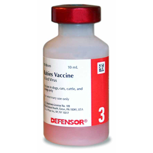 تطعيم الكلاب ضد مرض السعار القاتل - شكل تطعيم السعار