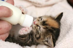 جرعات تغذية القطط اليتيمة من عمر يوم واحد حتى 56 يوم بالتفصيل.  دليل العيادة البيطرية بين يديك
