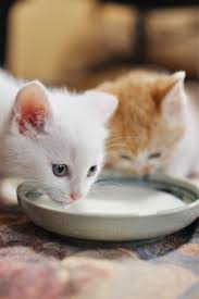 القطط في عمر أربعة اسابيع تبدأ في تناول الطعام الصلب