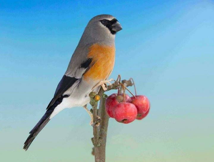 نقره لتكبير أو تصغير الصورة ونقرتين لعرض الصورة في صفحة مستقلة بحجمها الطبيعي