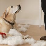 4 تصرفات خاطئة وكيفية تعديل سلوك الكلب
