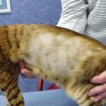 الثعلبة ومرض السرطان في القطط
