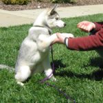 النصائح الأساسية لتدريب الكلاب