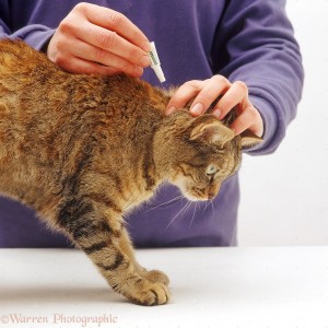 بارس و ريفوليوشن لعلاج براغيث القطط بواسطة الطبيب البيطري