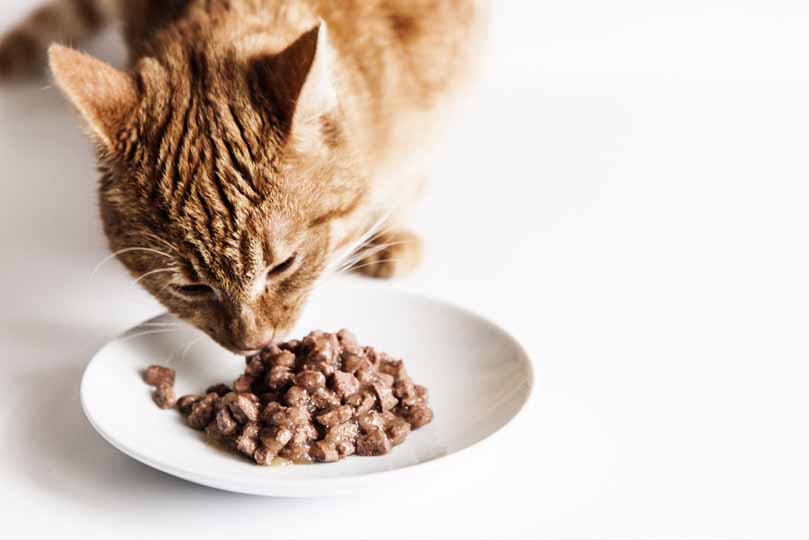 طعام القطط المنزلية يضمن مكونات عالية الجودة لقطتك