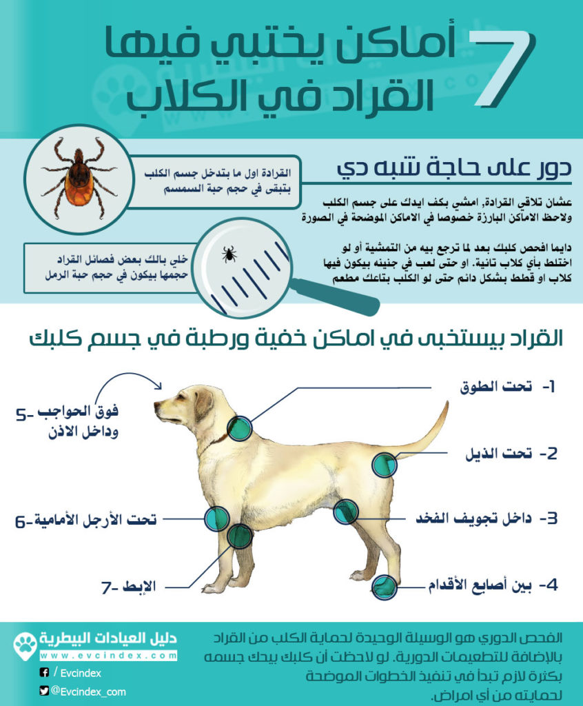 علاج القراد عند الكلاب الصغيرة والكبيرة بالتفصيل علاج نهائي للقراد دليل العيادات البيطرية دكتور بيطري بين يديك