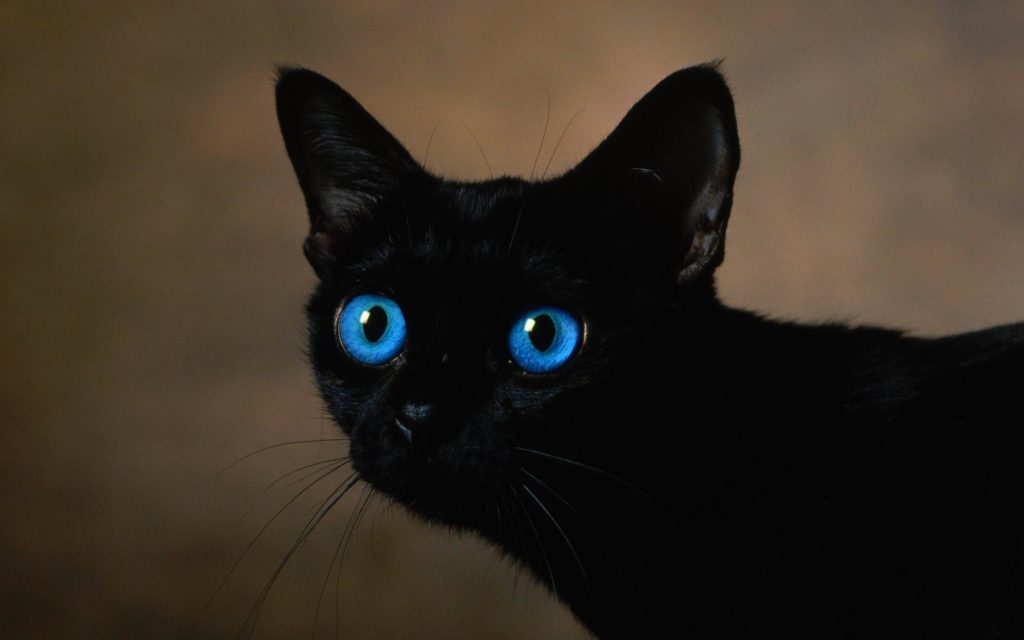 Ojos Azules - القطط ذات العيون الزرقاء - اوزوس ازولي