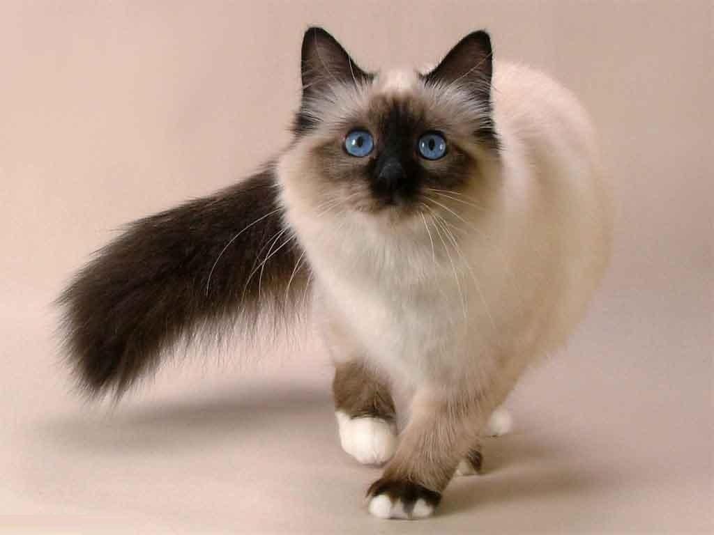 balinese cat قطط البالينيزي