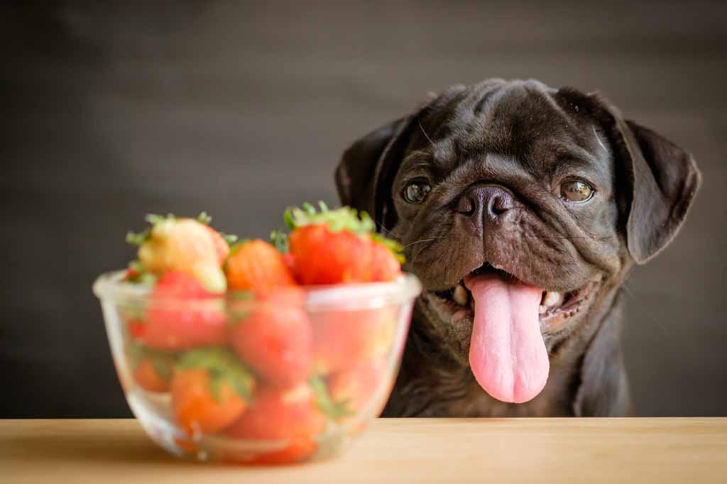 احرص على تقديم اكل الكلاب الذي يحتوي على الفواكه غير الضارة