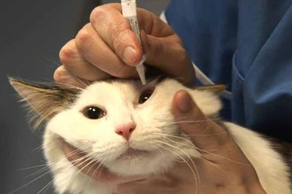 علاج افرازات عيون القطط الصغيرة يجب ان يكون تحت اشراف الطبيب