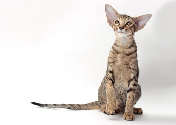 سلالة القطط أورينتال Proud Purrer Cat Oriental