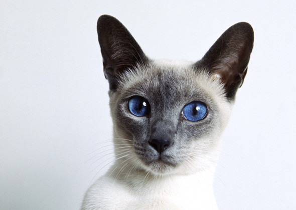 سلالة القطط السيامي أعلى القطط صوتًا Siamese Cat