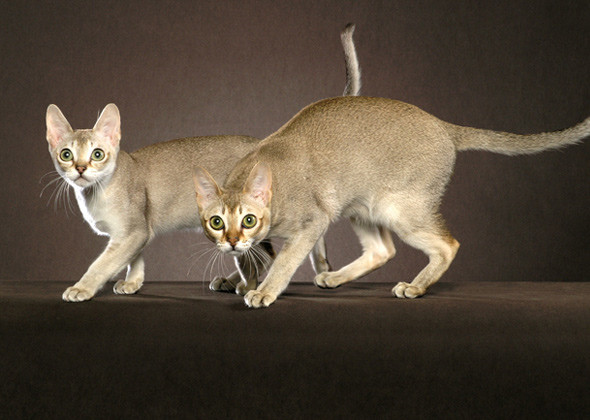 سلالة سينغافورا ذات الجسم الصغير والصوت العالي Singapura Cat