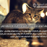 دليل العيادات البيطرية