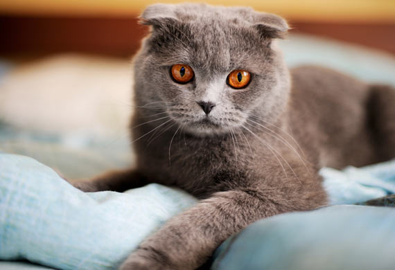 scottish fold cat breed - القط الاسكتلندي