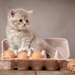 البيض المسلوق للقطط يفيدها جدا لكن البيض النئ قد يسبب الكثير من المشاكل