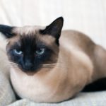 سرطان الغدد الليمفاوية في القطط