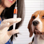 الأعراض بعد تطعيم القطط والكلاب وكيف يمكن تجنبها ؟