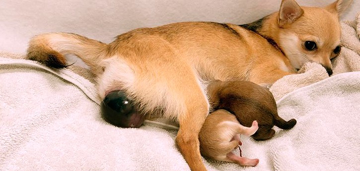 الكلبة الحامل قد تلد جروا واحدا كل نصف ساعة