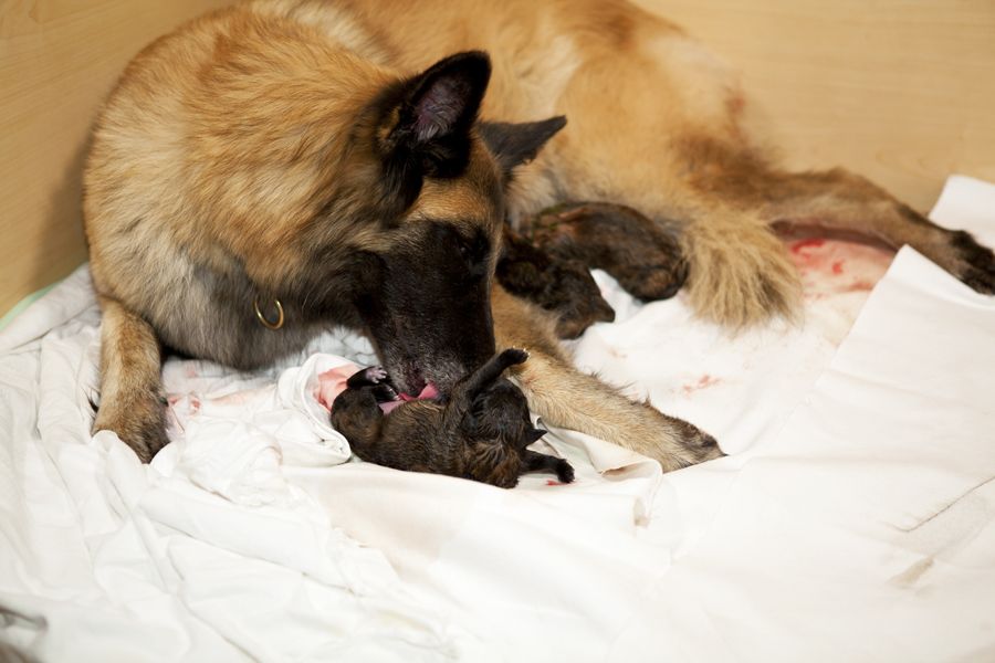 ستقوم الكلبة الحامل بتنظيف الجرو وأكل الكيس الجنيني وتحفيز التنفسي عند الكلب