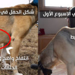 علامات الحمل عند الكلاب بالصور