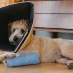 كسور العظام في الكلاب و علاجها