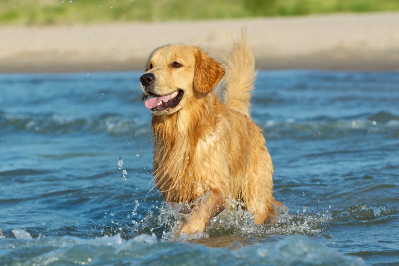 يعشق كلب جولدن ريتريفر السباحة لذلك قم بالسباحة مع كلبك بشكل دوري