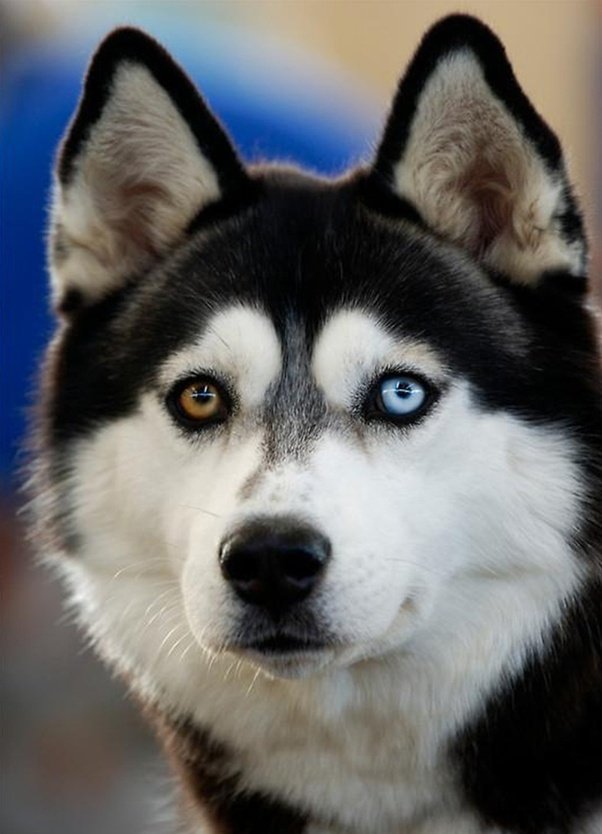 مواصفات و معلومات عن تربية كلاب الهاسكي Siberian Husky دليل العيادات البيطرية دكتور بيطري بين يديك