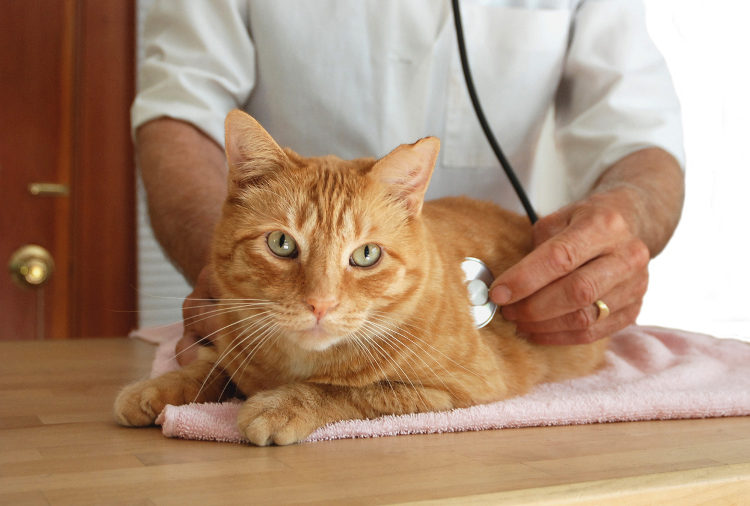 إذا تأكد الطبيب من إصابة قطتك بالديدان يقوم بوصف أقراص درونتال للقطط حسب الوزن وشدة الإصابة