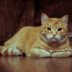 الديدان في القطط الأعراض والوقاية والعلاج