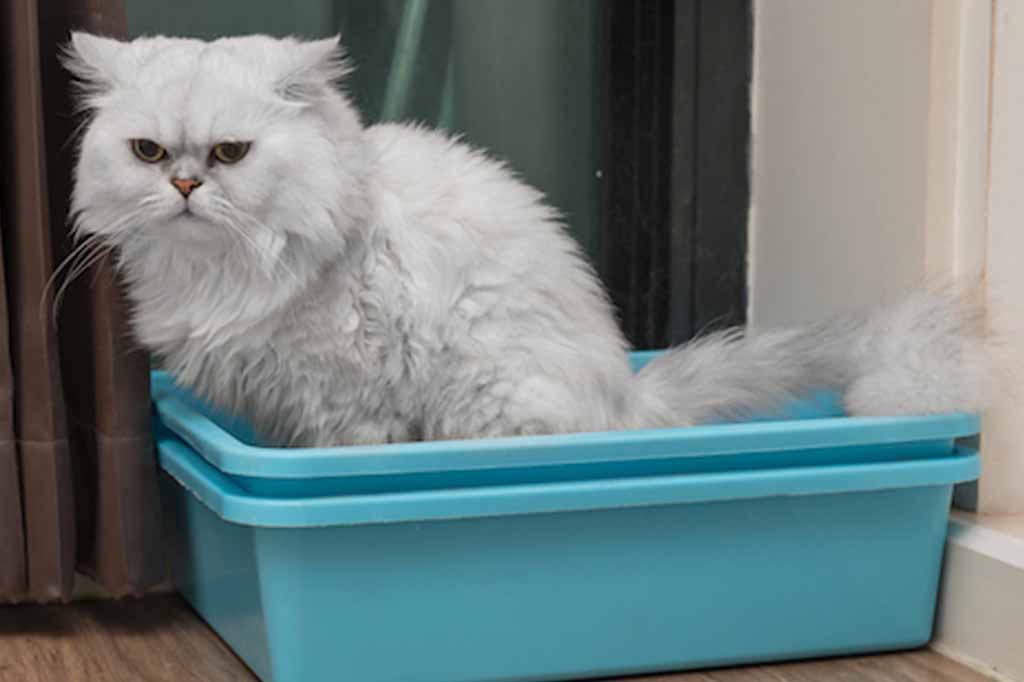 قم بتنظيف صندوق فضلات القطط بشكل دوري حتى تساعد على تهدئتها في فترة التزاوج