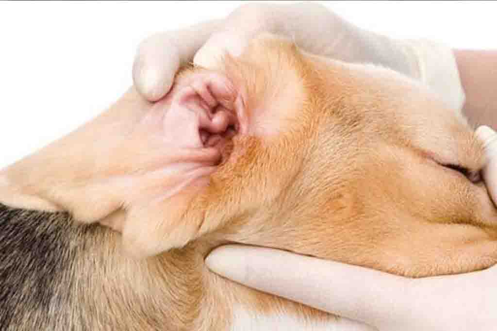 كيف تفحص اذن كلبك في المنزل لاكتشاف التهاب الاذن عند الكلاب