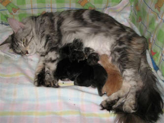 القطة الأم بعد نهاية عملية الولادة