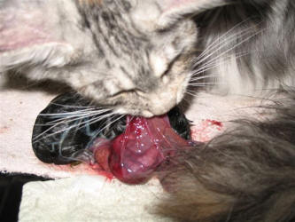 المرحلة الثانية - القطة الأم تبدأ في تمزيق الكيس الجنيني وتنظيف القط الوليد