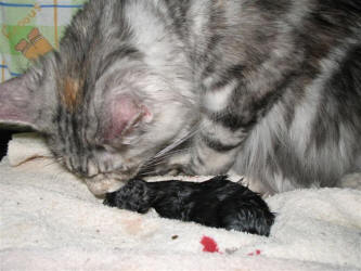 المرحلة الثالثة- القطة الأم تبدأ في تمزيق الكيس الجنيني وتنظيف القط