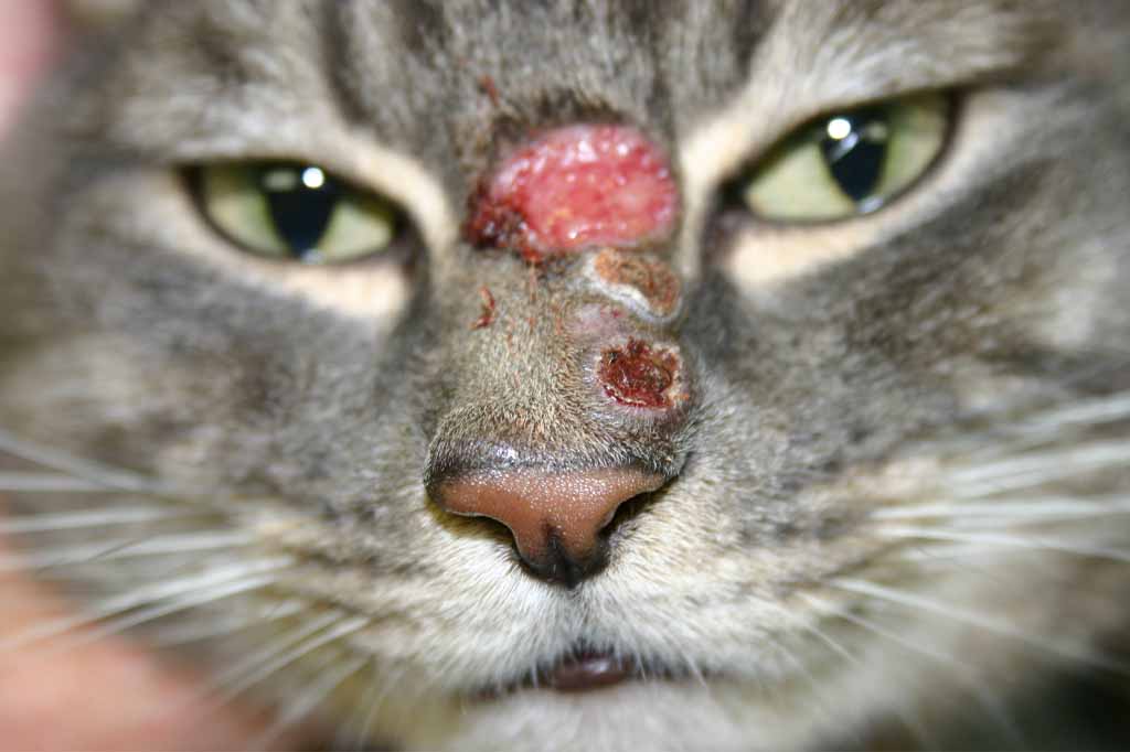 علاج فطريات القطط وأنواع الفطريات في قطتك بالتفصيل دليل العيادات البيطرية دكتور بيطري بين يديك