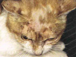 قطة مصابة بالجرب في مراحل متأخرة تسبب في تساقط الشعر والحكة ووجود دماء