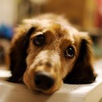 مرض الإكزيما في الكلاب