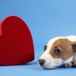 هل تصاب الكلاب بأمراض القلب الذبحة الصدرية عند الكلاب