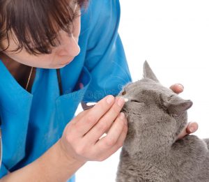 يستخدم الطبيب البيطري أدوات خاصة لفحص و علاج عيون القطط
