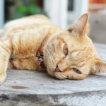 أعراض فيروس كورونا عند القطط