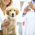 تطعيم الكلب الحامل والادوية المسموح بها في فترة حمل الكلاب
