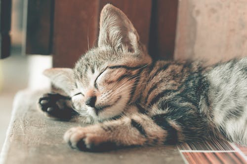 نوم القطط بشكل مبالغ فيه قد يكون علامة على المرض