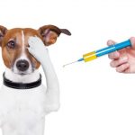 هل يجب تطعيم الكلاب والقطط ؟ اعرف الاجابة بالتفصيل
