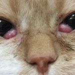 الجفن الثالث في القطط بروز واحمرار الجفن Cherry Eye