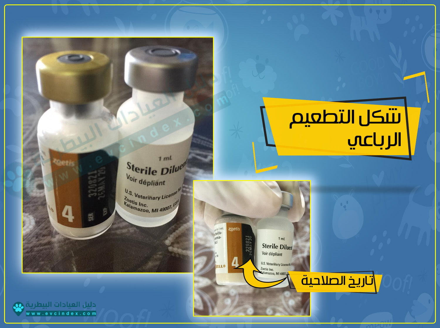 اسعار تطعيمات القطط الثلاثي و الرباعي 2020 في مصر دليل العيادات البيطرية دكتور بيطري بين يديك