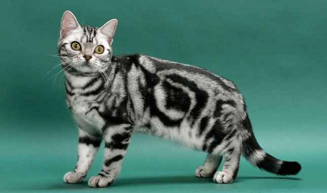 American Shorthair cat breed - قط اميريكان شورت هير