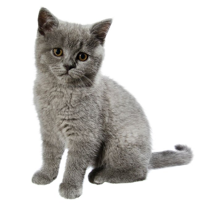British Short Hair Cat - القط البيريطاني قصير الشعر
