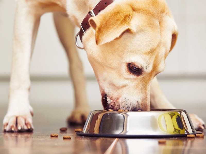 قدم لكلب وجبات تحتوي على العناصر الرئيسية لمساعدته على النمو بشكل أفضل